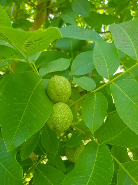Walnut Seeds in a Verdant Branch - A close-up of a verdant branch of a walnut tree, laden with ripe walnut seeds. The seeds are a rich green color, and they are surrounded by lush green leaves