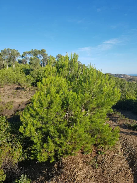 Pine tree grows in nature - Pine tree stands tall in the midst of a lush green forest. The tree is a deep green color. The forest is full of life, with wildflowers blooming and birds singing