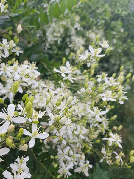 Lush Nature with White Flowers - Carpet of white flowers. The flowers are a variety of white, including daisies, lilies, and roses. The forest is full of life, with birds singing and butterflies flitting about