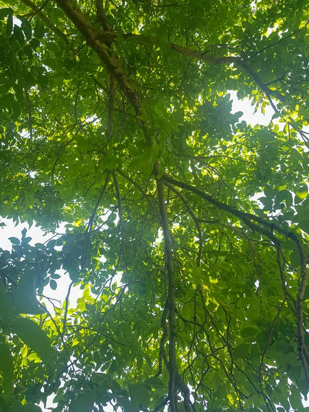 stock image Walnuts are a pleasure that hugs the sky - A close-up of a walnut tree. The walnuts are a deep green color, and they are surrounded by lush green leaves. The tree is tall and majestic, and it seems to reach up to the sky