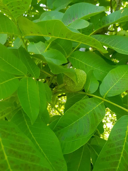 Walnut Tree in a Breathtaking Shady Grove - walnut in a breathtaking shady grove. The tree is a deep green color, and its seeds greeney. The walnut is full of lush green leaves, and the sunlight filters through the branches, creating a dappled effect