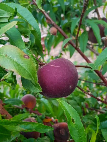 ブランチに掛かるラッシュピーチフルーツ 緑豊かな桃の果実が付いている枝のラデンのクローズアップ 桃は深い紫色で 完全に熟しています 枝は活気に満ちた緑色で 生命と活力に満ちています — ストック写真