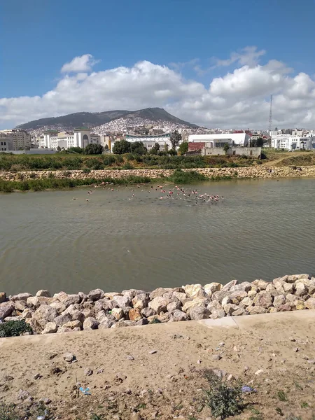 Vadiye özgü renkli bir kuş sürüsü. Kuşlar beyaz, kırmızı ve siyah olmak üzere çeşitli renklerdir.