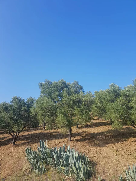 Pole Olivovníků Venkovské Krajině Stromy Jsou Vysoké Štíhlé Šedozelenými Kmeny — Stock fotografie