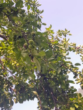 Dolgun, sulu bir erik dalında sallanıyor, koparılmaya hazır değil. Erik koyu yeşil bir renktir ve güneş ışığında parlar. Daldaki yapraklar parlak yeşil bir renk.