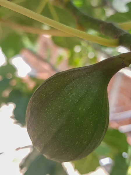 stock image A close-up of an unripe fig hanging from a tree branch. The fig is a deep green color, and it is covered in a thin layer of fuzz. The fig is still slightly green, and it is not yet ripe