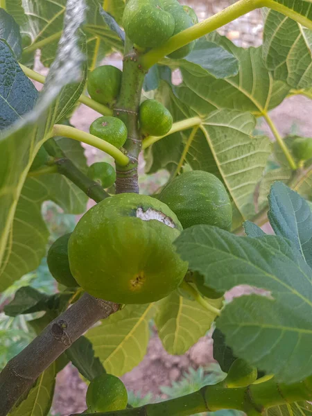 Olgun bir incir ve dallarında olgunlaşmamış incir. Olgun incir açık yeşil bir renktir. Olgunlaşmamış incir koyu yeşil bir renktir ve hâlâ sağlamdır. Daldaki yapraklar koyu yeşil.