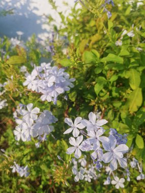 Plumbago auriculata çiçeğinin üzerine tünemiş bir sivrisinek. Plumbago auriculata çiçeği Güney Afrika 'ya özgü güzel mavi bir çiçektir.