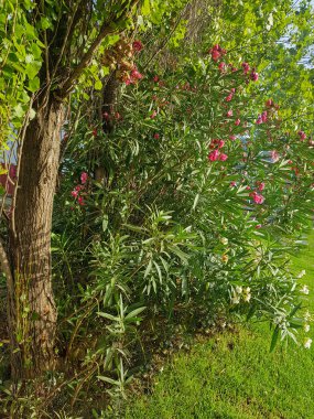 Çiçek açmış güzel bir zakkum bitkisi. Bitki beyaz ve pembe çiçeklerin bir karışımıdır ve güneş ışığında parlar. Bitki yeşil yapraklarla çevrili.