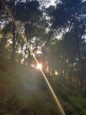 Bir güneş ışığı çam ağaçlarından oluşan bir koruluğa girer ve orman tabanını aydınlatır. Güneş ışığı altın rengidir ve ağaçların arasından parlayarak güzel ve huzurlu bir manzara yaratır.