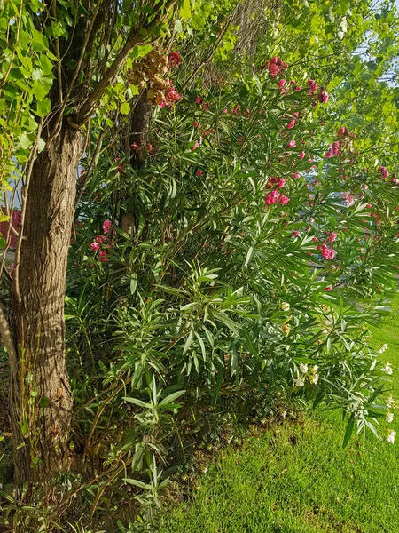 Una Hermosa Planta Adelfa Plena Floración Planta Una Mezcla Flores — Foto de Stock