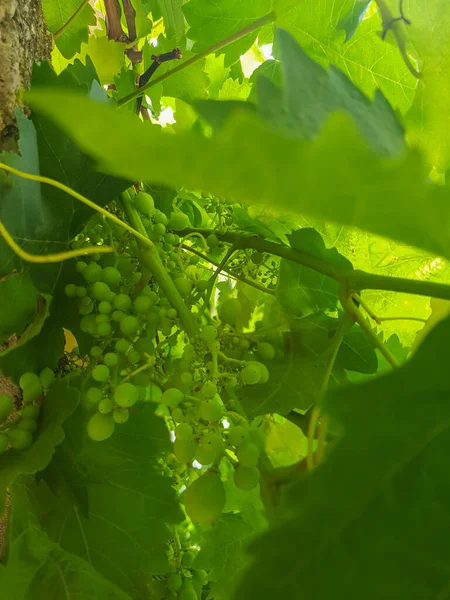 Vinhas Verdejantes Com Uvas Não Maduras Vinhas São Cobertas Folhas — Fotografia de Stock