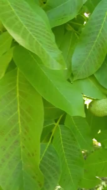 Čerstvé Vlašské Ořechy Zelených Slupkách Rostoucích Větvi Stromu Ořechy Jsou — Stock video