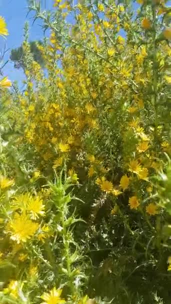 Cardo Dourado Plena Floração Cardo Coberto Flores Amarelas Brilhantes Suas — Vídeo de Stock