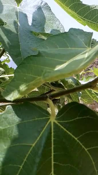 Bujne Zielone Liście Figowe Wiejące Wietrze Liście Zdrowe Żywe Tworzą — Wideo stockowe