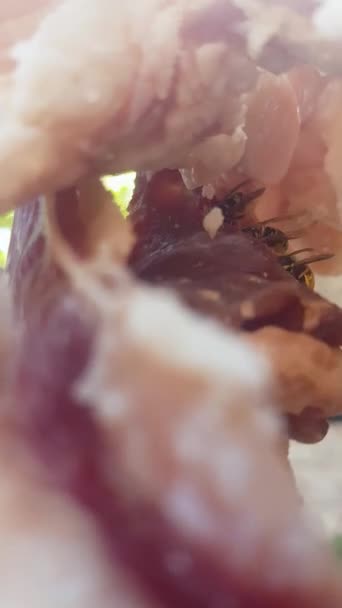 Des Frelons Mangeant Viande Séchée Naturellement Suspendue Une Corde Viande — Video
