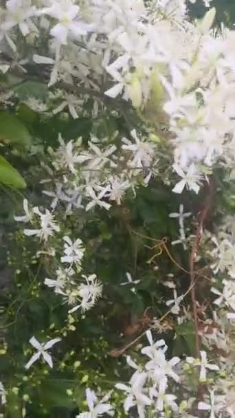 クレマチス リガシフォリア香りと美しいブドウ ブドウは白い花で覆われていて 緑色の中心が薄い ビデオはさまざまな角度とズームレベルでブドウの美しさと優雅さをキャプチャします — ストック動画