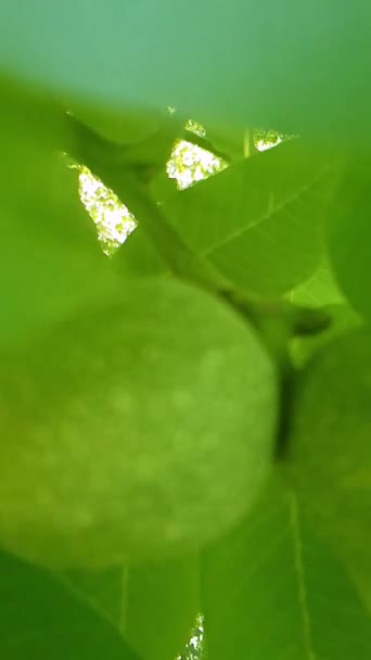 Σπόροι Καρυδιάς Καρυδιά Καρυδιά Καρύδι Είναι Πράσινο Και Υγιές Και — Αρχείο Βίντεο