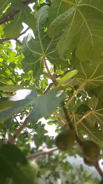 Gałąź Figowa Ozdobiona Niedojrzałymi Owocami Zobacz Zawiłe Szczegóły Pączkujących Fig — Wideo stockowe
