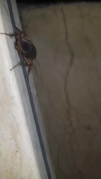 Gândacii Americani Unul Dintre Cei Mai Comuni Adaptabili Dăunători Din — Videoclip de stoc