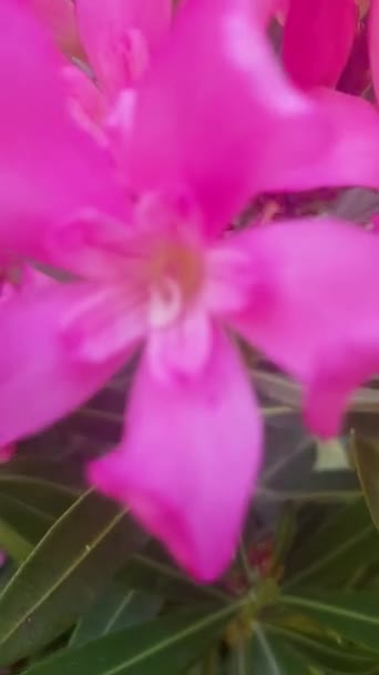 Szépsége Oleander Virágzik Teljes Virág Videó Nagy Színes Virágok Klasztereivel — Stock videók