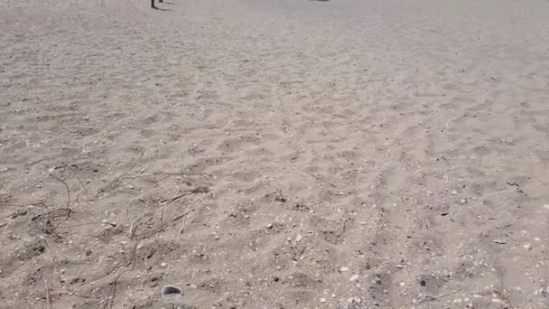 Vazio Uma Praia Primavera Vídeo Mostra Vasta Extensão Areia Desprovida — Vídeo de Stock