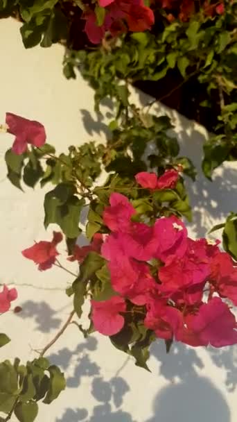 Beauty Lush Bougainvillea Vines Full Bloom Video Shows Vines Covered — Stock Video