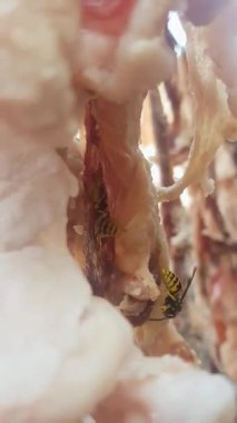 Doğal olarak kuru et eşekarılarıyla asılır. Videoda etin güneşte yüzeye asılı olduğu görülüyor. Et tamamen kuruyup yemeye hazır olana kadar birkaç gün kurutulabilir.