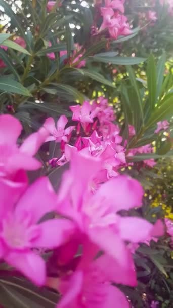 ヴィブラント オレランダーが風景に咲く ビデオは明るいピンクと赤い花のクラスタで覆われたオレランダーの茂みを示しています 花は満開で 彼らは見るために素晴らしい光景です — ストック動画