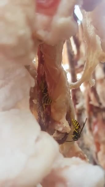 Natürlich Hing Trockenfleisch Mit Wespen Das Video Zeigt Wie Das — Stockvideo