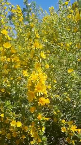 Champ Scolymus Hispanicus Les Plantes Sont Pleine Floraison Avec Leurs — Video