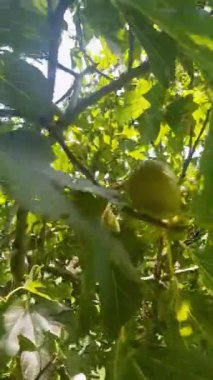 İncir ağacının içinde yolculuk. Video bir incir yakın çekim ile başlar, ağacın yaprakları koyu yeşil renktedir, ve güneş ışığı onların arasından süzülerek, güzel noktalı bir etki yaratır.