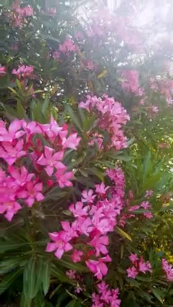 オレアンダー 自然の中で平和の象徴として花を咲かせます 花は鮮やかなピンク色で 緑豊かな緑に囲まれています このビデオはこの花の美しさと静けさを完璧に捉えています — ストック動画