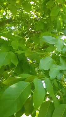 Çiçek açmış yemyeşil ceviz ağacı. Ağaçlar yeşil yapraklar ve yeşil ceviz kümeleriyle kaplı. Güneş yaprakların arasından parlıyor, yerde lekeli bir etki yaratıyor.