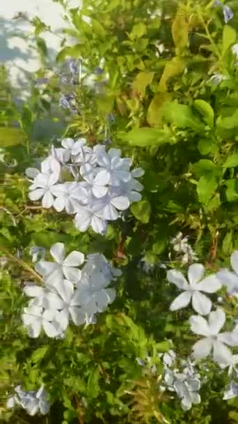 Plumbago Auriculata Full Blom Plantan Har Klarblå Blommor Som Klustrade — Stockvideo