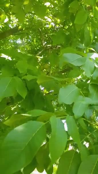 郁郁葱葱的核桃树盛开 树上覆盖着绿叶和一丛簇绿核桃 阳光透过树叶照射 在地面上产生了斑斑的效果 — 图库视频影像