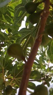 İncir ağacının içinde yolculuk. Video, yemyeşil renkli ağaç yapraklarının yakın planıyla başlıyor. Video sonuç verdikçe, olgunlaşmamış incir kümeleriyle kaplı ağaç dallarını görebilirsiniz.