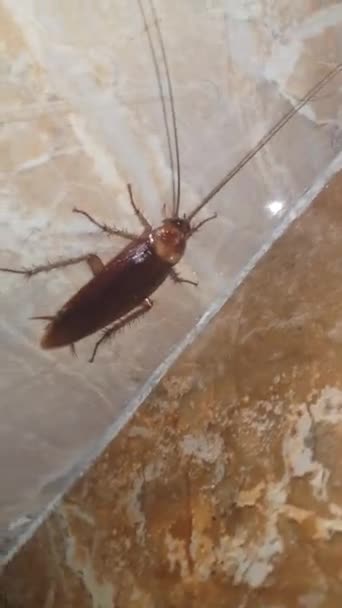 近距离观察美国的蟑螂 蟑螂的颜色是褐色的 触角很长 它转来转去又快又不规律 — 图库视频影像