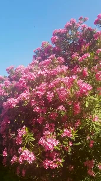 Majestic Beauty Oleander Blooms Oleander Flowering Shrub Video Oleander Blooms — Stock Video