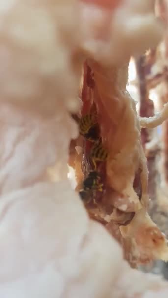 Carne Seca Uma Paisagem Árida Carne Está Pendurada Galho Árvore — Vídeo de Stock