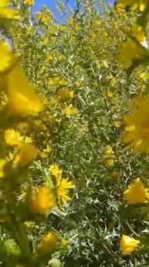 Scolymus Hispanicus 'un güzelliği, sıradan bir altın devedikeni. Video, bitkinin parlak sarı çiçekleri ve dikenli yapraklarıyla çiçek açtığını gösteriyor.