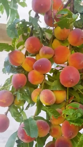Schönheit Und Überfluss Reifen Pfirsichen Einem Obstgarten Das Video Schwenkt — Stockvideo