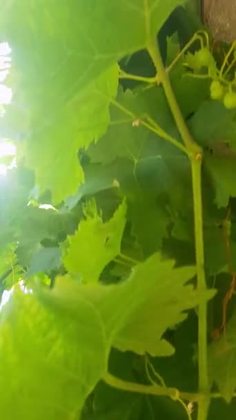 Piękno Zielonych Winorośli Niedojrzałymi Winogronami Film Pokazuje Winorośle Rosną Bujnie — Wideo stockowe