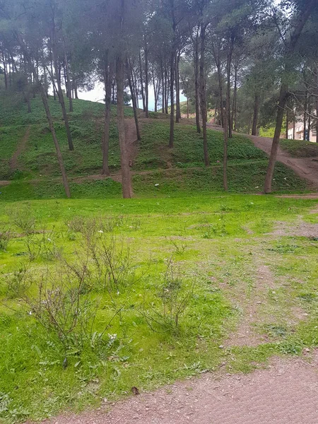 Doğal güzellik, doğanın görkemli kucaklamasının ortasındaki pitoresk çam ağaçlarının yarattığı büyüleyici ahenge şahit olduğunuz gibi. Simetrik çam ağaçlarının büyüleyici cazibesini keşfetmek için. Nefes kesici manzaralara karşı uzun ve gururlu bir şekilde durmak için. Disko