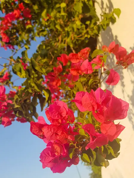 Süslü bir sarmaşıkta pembe bir bougainvillea çiçeğinin yakın çekimi. Çiçek parlak pembe bir renktir ve parlak yeşil yapraklarla çevrilidir. Asma duvara tırmanıyor.