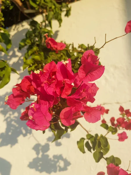 Canlı bir Bougainvillea sarmaşığı manzarası. Sarmaşıklar parlak pembe çiçeklerle kaplıdır ve beyaz bir duvarın üzerine dökülür. Çiçeklerin arasından güneş parlıyor.