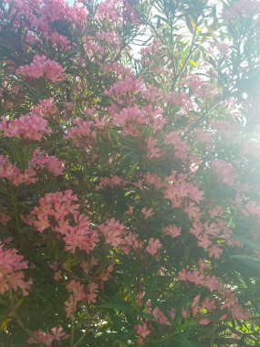 Oleander çiçekleri güneş ışığında yıkandı. Çiçekler parlak pembe bir renktir, güneş ışığı parıldar, ışıl ışıl bir etki yaratır.