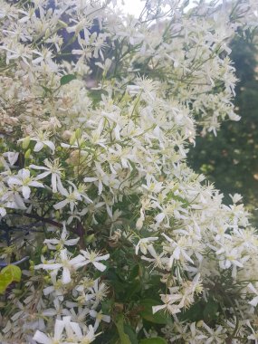 Beyaz Clematis ligusticifolia çiçeği tamamen çiçek açmış. Çiçek koyu beyaz bir renktir, çiçek narin ve zariftir ve Clematis ligustifolia çiçeklerinin güzelliğini yakalar.