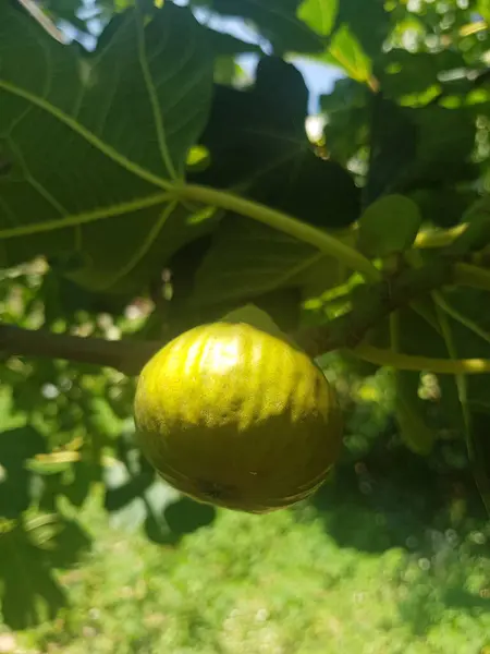 Green fig hanging on its ripe branch. The fig is a deep green color, and it is surrounded by green leaves. branch is slightly bent under the weight of the fig, and it is a beautiful sight to behold