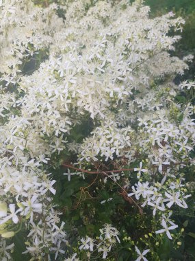 Resimli beyaz çiçek tarlası. Tarla beyaz çiçeklerle dolu, çiçekler güzel bir şekilde düzenlenmiş. Görüntü huzur ve sükunetle dolu..